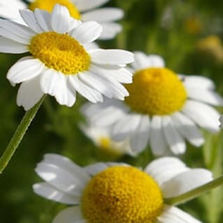Camomille